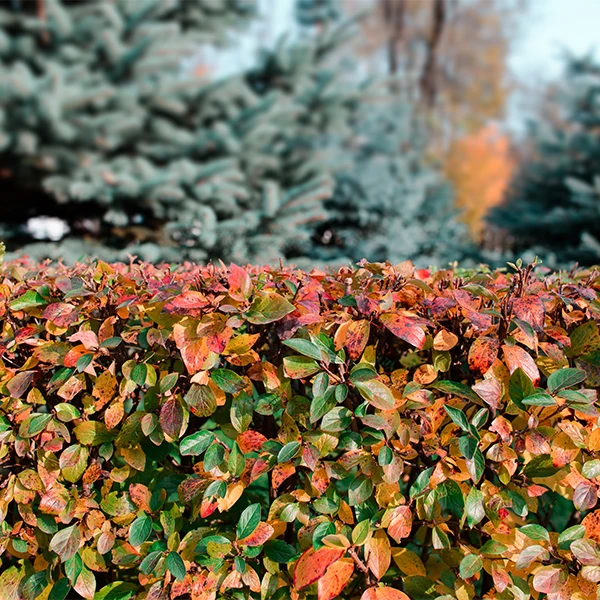 Fall Home Maintenance Checklist - Trim Trees and Bushes - HomePRO Answers